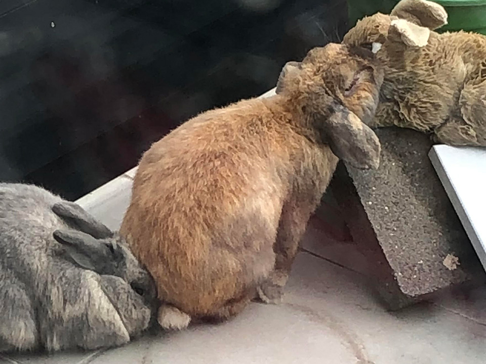 A brown rabbit sits on the head of a grey rabbit while nosing a stuffed toy rabbit.